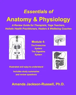 Az anatómia és élettan alapjai - Ismétlési útmutató - 4. modul - Essentials of Anatomy and Physiology - A Review Guide - Module 4