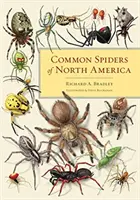 Észak-Amerika gyakori pókjai - Common Spiders of North America