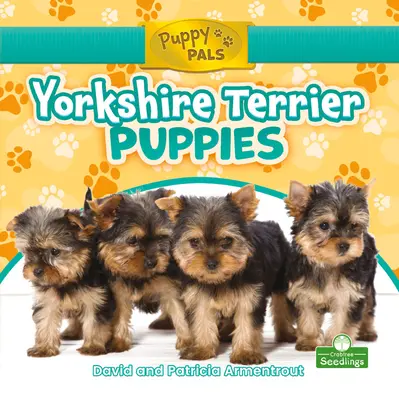 Yorkshire terrier kölykök - Yorkshire Terrier Puppies