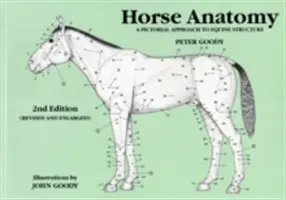 Lóanatómia: A lovak felépítésének képi megközelítése - Horse Anatomy: A Pictorial Approach to Equine Structure