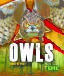 Baglyok - Owls