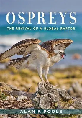 Ospreys: Egy globális ragadozómadár újjáéledése - Ospreys: The Revival of a Global Raptor