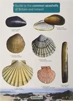 Útmutató Nagy-Britannia és Írország közönséges kagylóhéjaihoz - Guide to the Common Seashells of Britain and Ireland