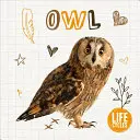 Bagoly - Owl