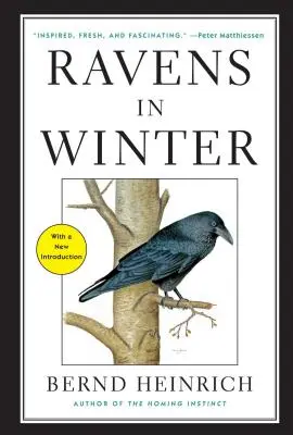 Hollók télen - Ravens in Winter