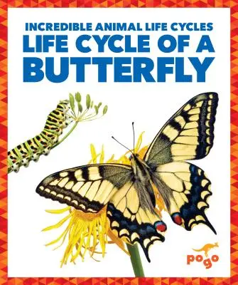 A pillangó életciklusa - Life Cycle of a Butterfly