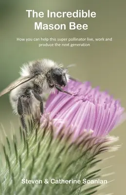 A hihetetlen kőműves méhecske - The Incredible Mason Bee