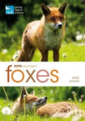 Rspb Spotlight: Foxes