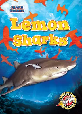 Citromcápák - Lemon Sharks