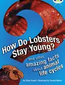 Bug Club Independent Non Fiction 3. évfolyam Brown A How Do Lobsters Stay Young? - Bug Club Independent Non Fiction Year 3 Brown A How Do Lobsters Stay Young?