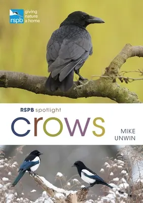 Rspb Spotlight: Varjak - Rspb Spotlight Crows