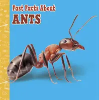 Gyors tények a hangyákról - Fast Facts About Ants