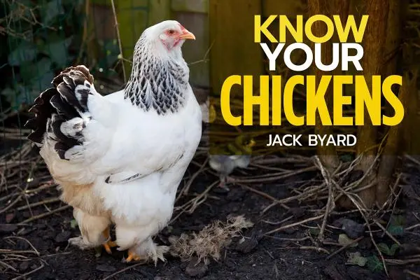 Ismerd meg a csirkéidet - Know Your Chickens