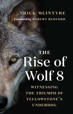 A Farkas 8 felemelkedése: A Yellowstone alulmaradt kutyájának diadalának tanúja - The Rise of Wolf 8: Witnessing the Triumph of Yellowstone's Underdog