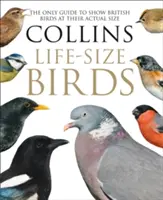 Collins Life-Size Birds - Az egyetlen útmutató, amely a brit madarakat valódi méretükben mutatja be - Collins Life-Size Birds - The Only Guide to Show British Birds at Their Actual Size