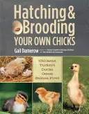 Saját csibék keltetése és költése: Csirkék, pulykák, kacsák, libák, gyöngytyúkok, gyöngytyúkok - Hatching & Brooding Your Own Chicks: Chickens, Turkeys, Ducks, Geese, Guinea Fowl