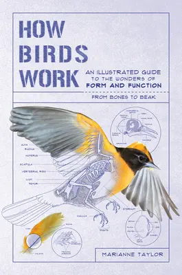 Hogyan működnek a madarak: A csontoktól a csőrig - A forma és a működés csodáinak illusztrált útmutatója - How Birds Work: An Illustrated Guide to the Wonders of Form and Function--From Bones to Beak