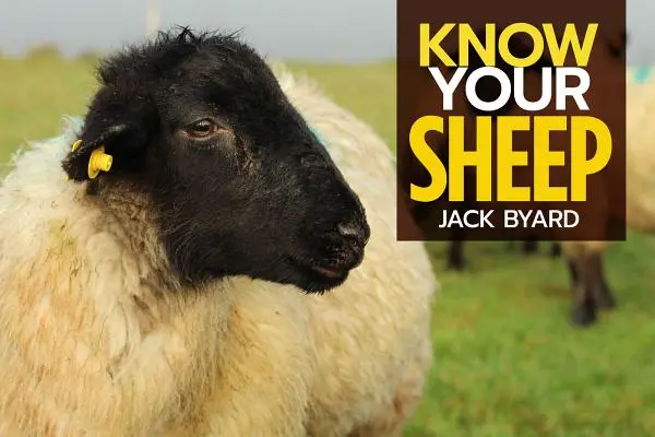 Ismerd meg a juhaidat - Know Your Sheep