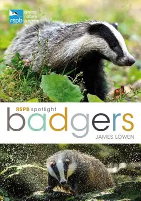 Rspb Spotlight: Borzok - Rspb Spotlight: Badgers