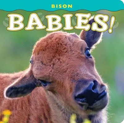 Bisonbébik! - Bison Babies!