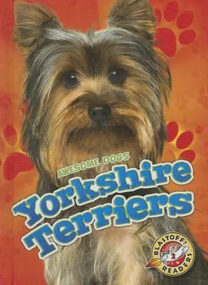 Yorkshire terrierek - Yorkshire Terriers