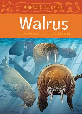 Állatok illusztrálva: Walrus - Animals Illustrated: Walrus