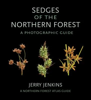 Az északi erdők szegélyei: Fényképes útmutató - Sedges of the Northern Forest: A Photographic Guide