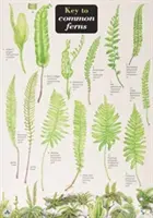 A közönséges páfrányok kulcsa - Key to Common Ferns