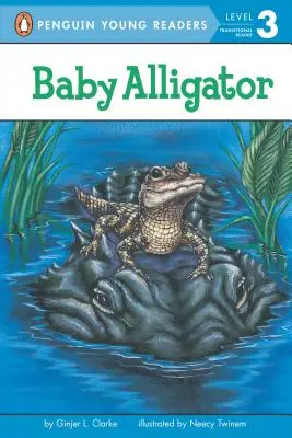 Baba aligátor - Baby Alligator