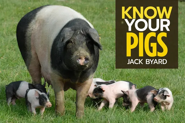 Ismerd meg a sertéseidet - Know Your Pigs