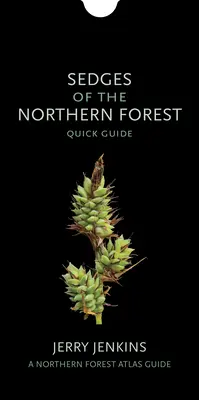 Az északi erdők üszögnövényei: Gyors útmutató - Sedges of the Northern Forest: Quick Guide