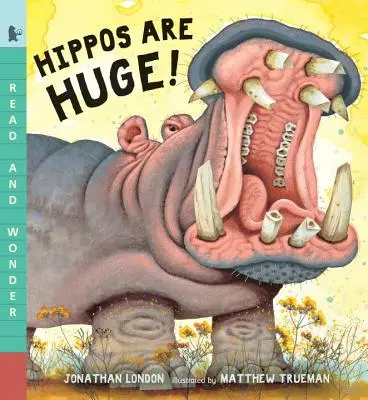 A vízilovak hatalmasak! - Hippos Are Huge!