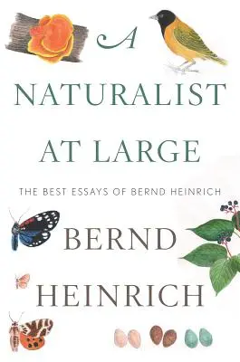 Egy természettudós a nagyvilágban: Heinrich legjobb esszéi - A Naturalist at Large: The Best Essays of Bernd Heinrich