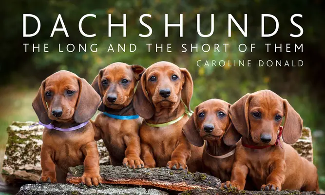 Tacskók: A hosszú és a rövid - Dachshunds: The Long and the Short of Them