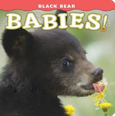 Fekete medvebocsok! - Black Bear Babies!