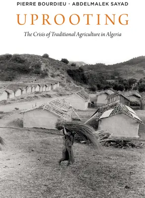 Uprooting: A hagyományos mezőgazdaság válsága Algériában - Uprooting: The Crisis of Traditional Algriculture in Algeria