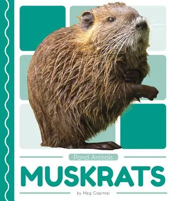 Muskátlik - Muskrats