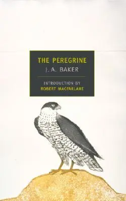 A Peregrine - The Peregrine