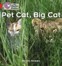 Házimacska, nagymacska - Pet Cat, Big Cat