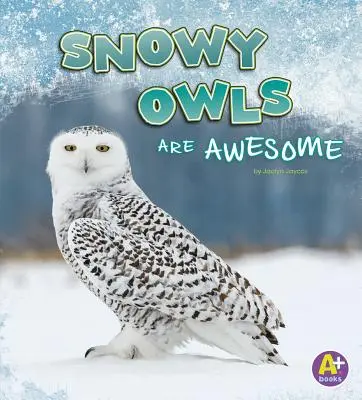 A hóbaglyok félelmetesek - Snowy Owls Are Awesome