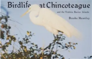 A madárvilág Chincoteague és a Virginia Barrier-szigeteken - Birdlife at Chincoteague and the Virginia Barrier Islands