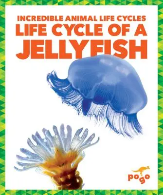 A medúza életciklusa - Life Cycle of a Jellyfish