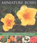 Miniatűr rózsák - Miniature Roses