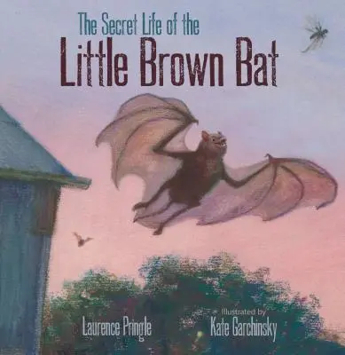 A kis barna denevér titkos élete - The Secret Life of the Little Brown Bat