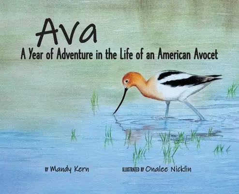 Ava: Egy kalandos év egy amerikai avokádó életéből - Ava: A Year of Adventure in the Life of an American Avocet