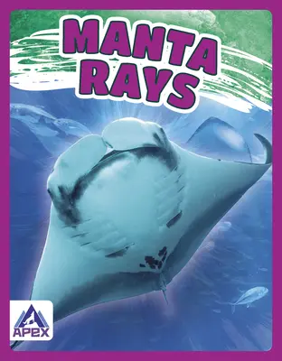 Manta-ráják - Manta Rays