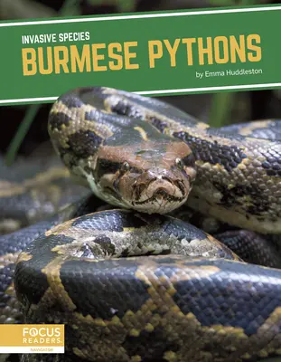 Birmanische Pythons - Burmese Pythons