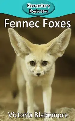 Fennec rókák - Fennec Foxes
