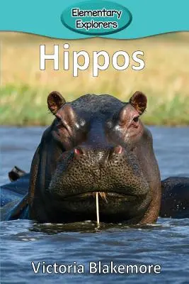 Vízilovak - Hippos