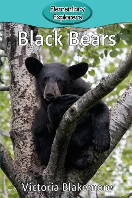 Fekete medvék - Black Bears